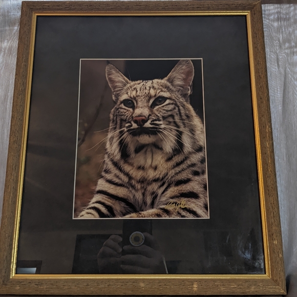 Photography print - Lynx by Preston J Garrison.